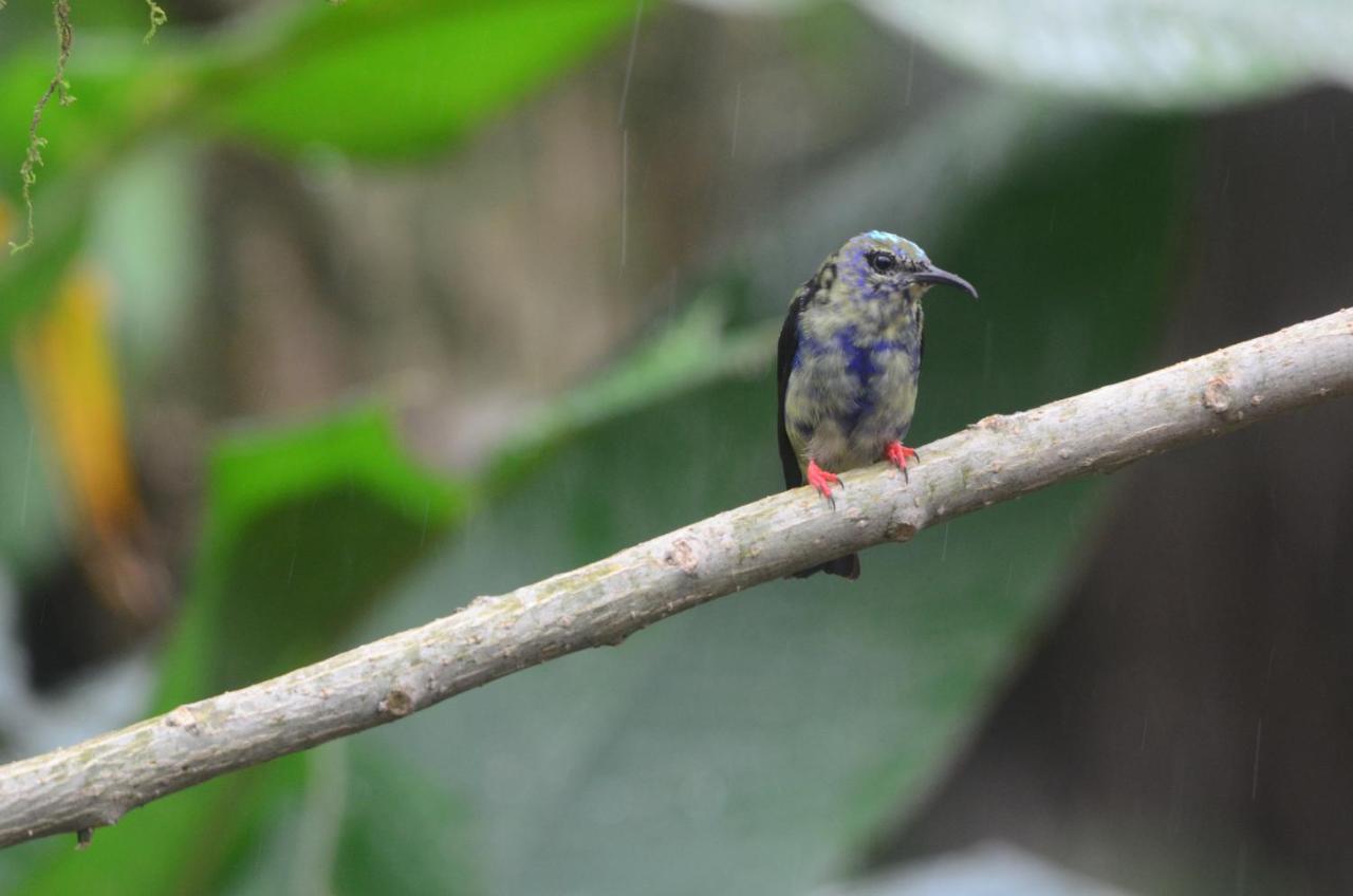 Birds & Breakfast Costa Rica Bed & Breakfast La Tigra  Exterior photo