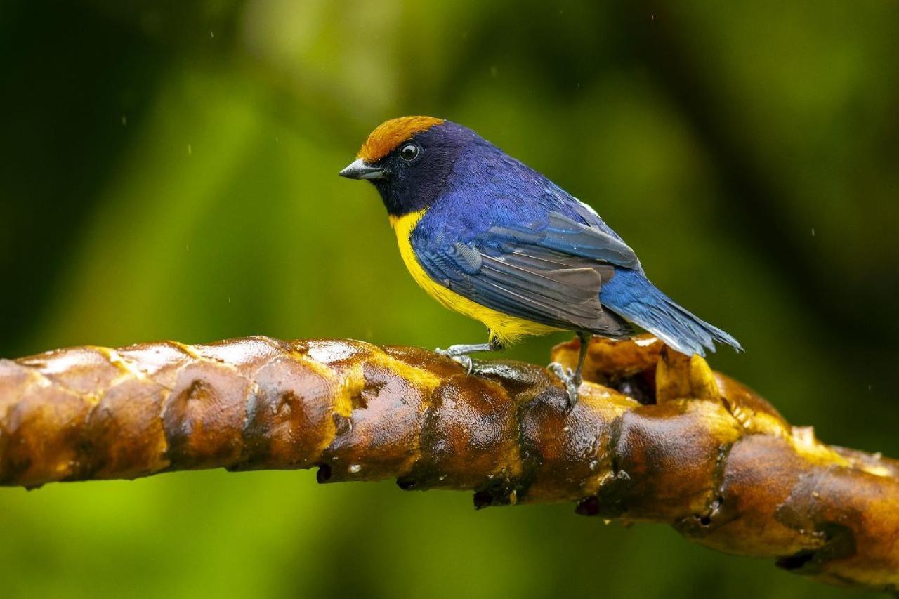 Birds & Breakfast Costa Rica Bed & Breakfast La Tigra  Exterior photo