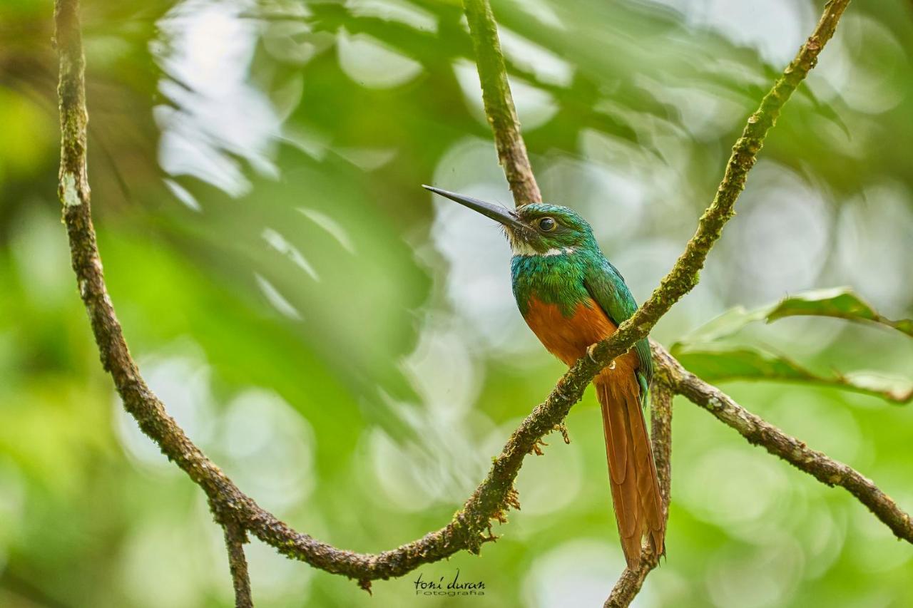 Birds & Breakfast Costa Rica Bed & Breakfast La Tigra  Exterior photo