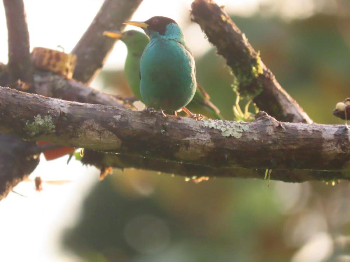 Birds & Breakfast Costa Rica Bed & Breakfast La Tigra  Exterior photo