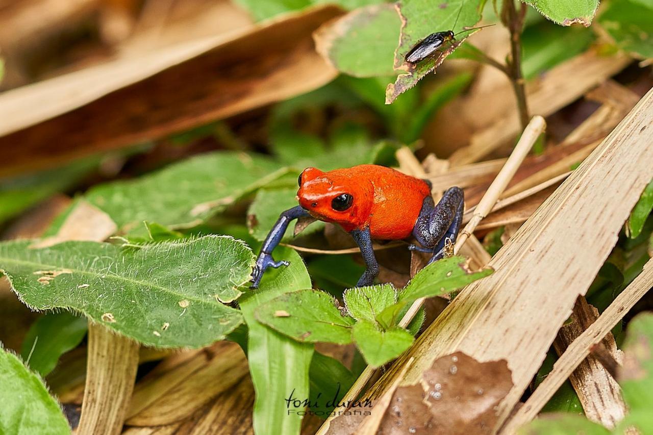 Birds & Breakfast Costa Rica Bed & Breakfast La Tigra  Exterior photo