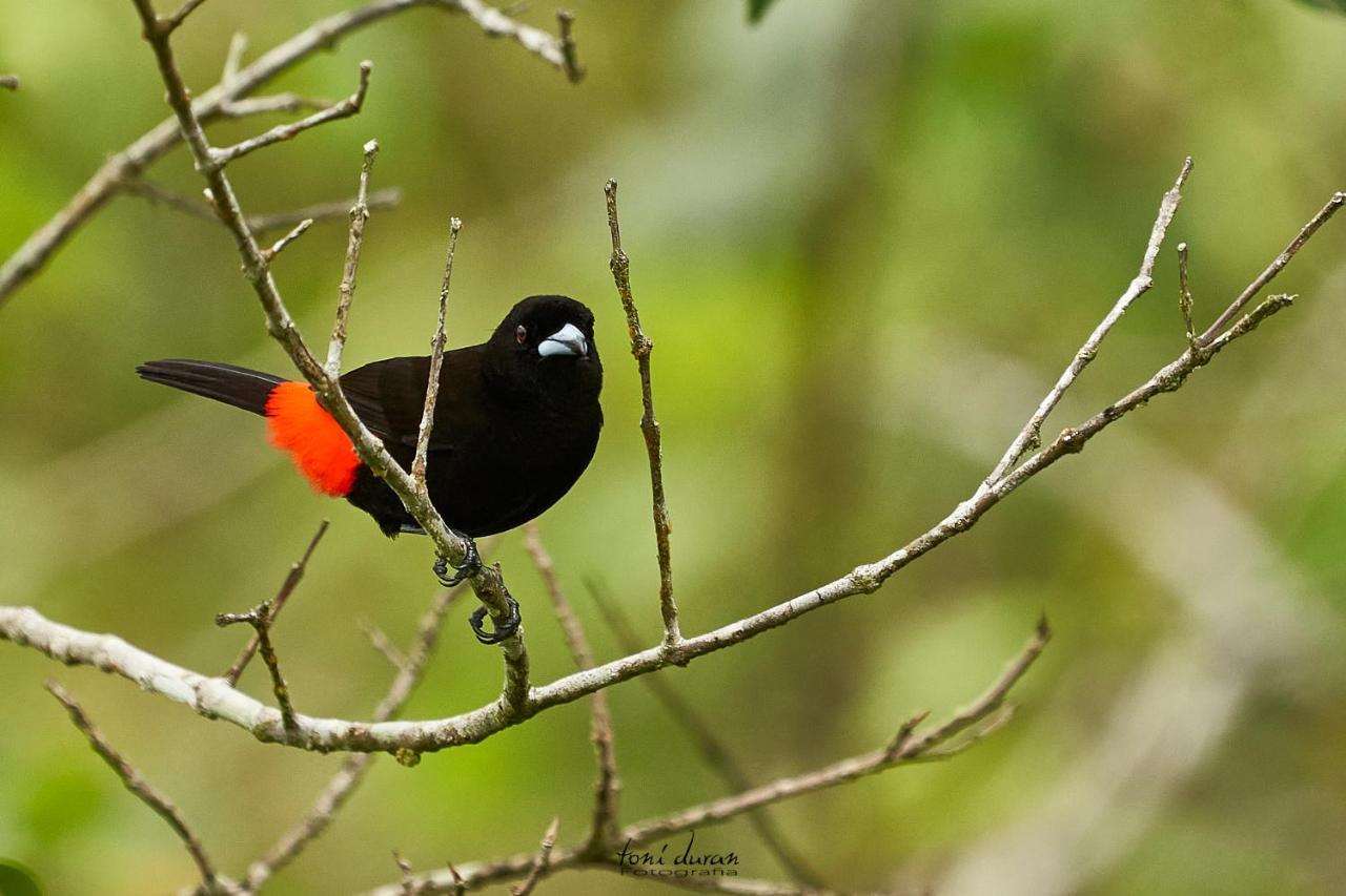 Birds & Breakfast Costa Rica Bed & Breakfast La Tigra  Exterior photo