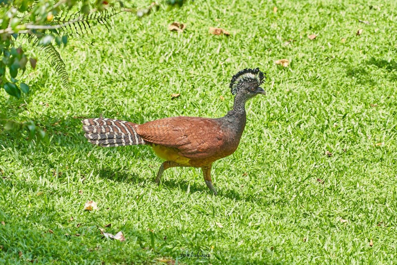 Birds & Breakfast Costa Rica Bed & Breakfast La Tigra  Exterior photo