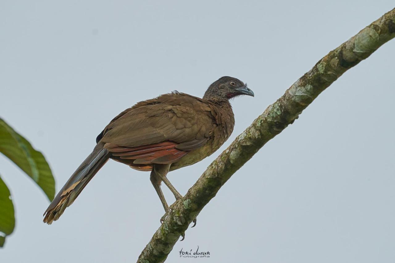 Birds & Breakfast Costa Rica Bed & Breakfast La Tigra  Exterior photo