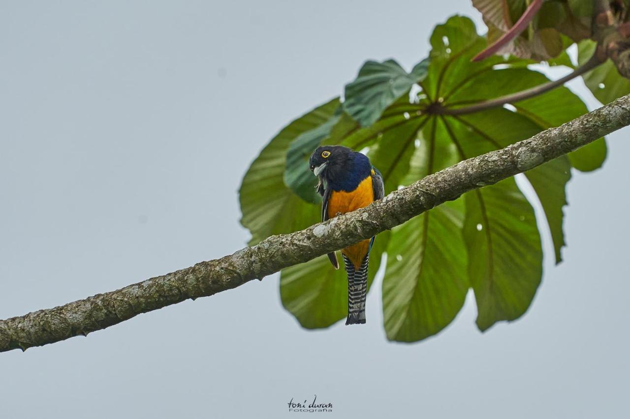 Birds & Breakfast Costa Rica Bed & Breakfast La Tigra  Exterior photo