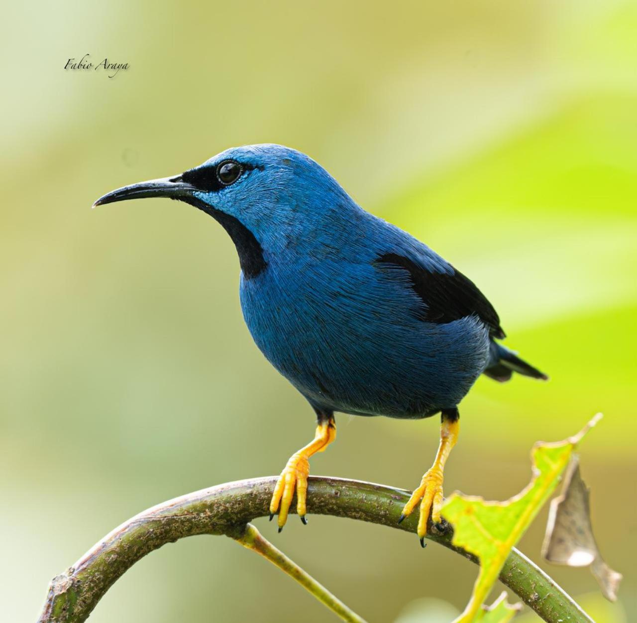 Birds & Breakfast Costa Rica Bed & Breakfast La Tigra  Exterior photo